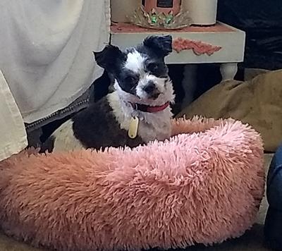 Shorkie Shorkie lying on a pink bed