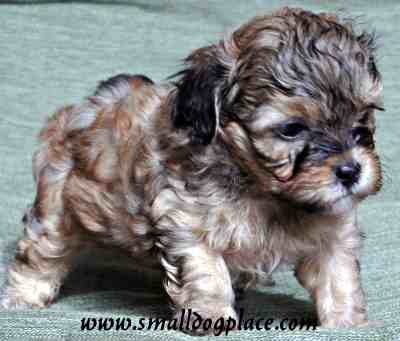 Shorkie Tzu is a Yorkshire Terrier and Shih Tzu mix