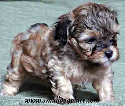 Shorkie Tzu este un amestec de Yorkshire Terrier și Shih Tzu