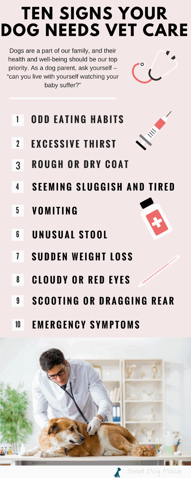 Dog Illness Symptoms Ten Signs Your Dog Needs Vet Care