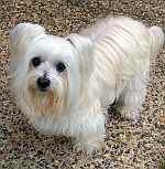 Silkese is a Maltese and Silky Terrier mix