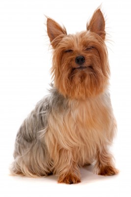 Australian Silky Terrier