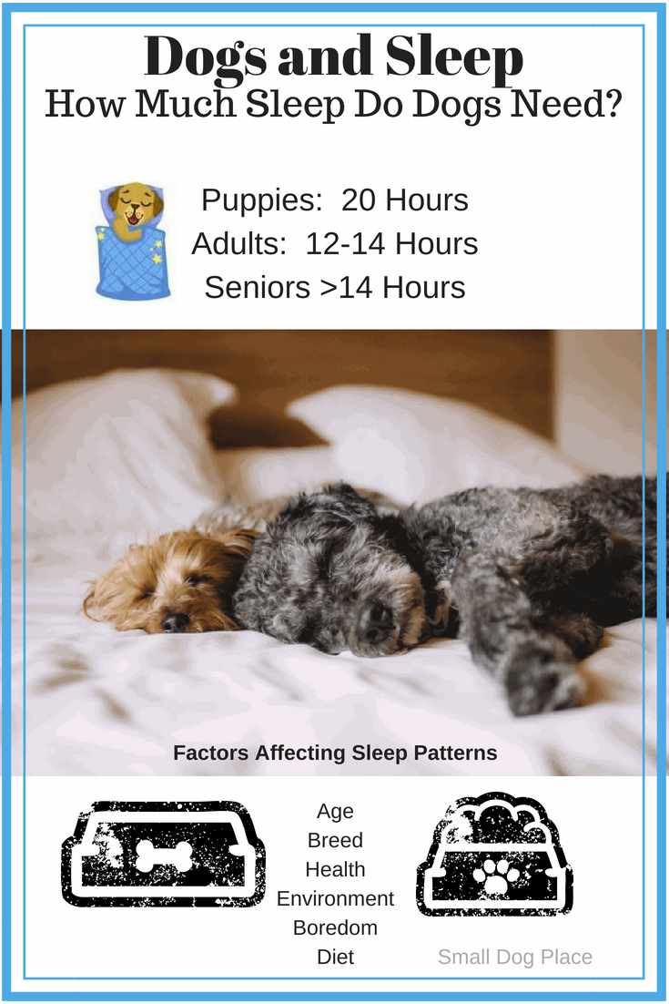 How much sleep do you think a dog needs? How much sleep do you think a dog needs?