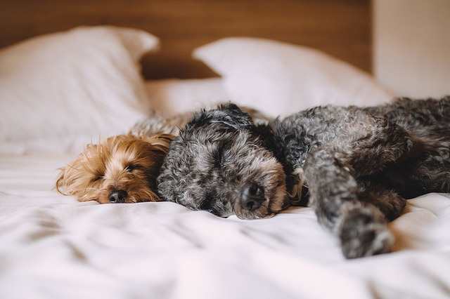 Two dogs are sleeping on a bed