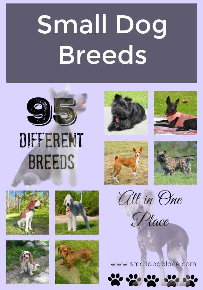 An A to Z Small Breed Dog List including 95 different breeds.