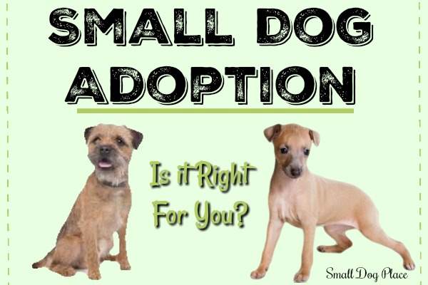 Small Dog Adoption:  Is it Right for You?