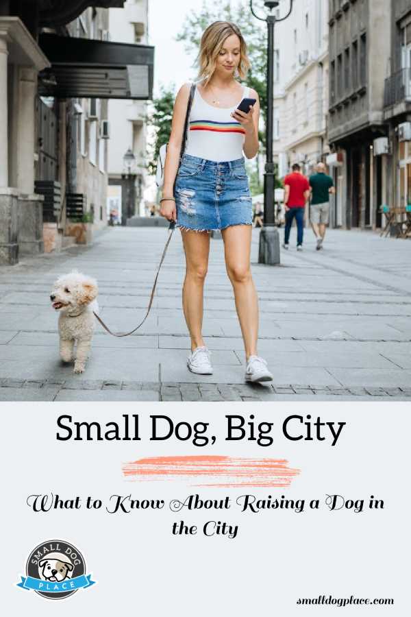 Small Dog, Big City:  What to Know About Raising a Dog in the City