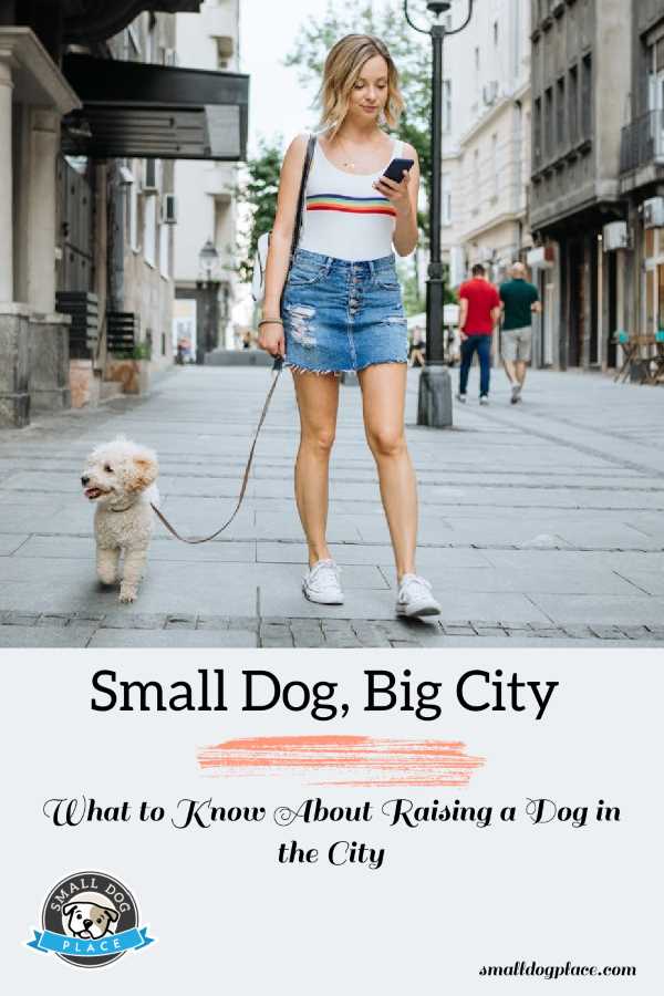 Small Dog, Big City: What to Know About Raising a Dog in the City Small Dog, Big City: What to Know About Raising a Dog in the City