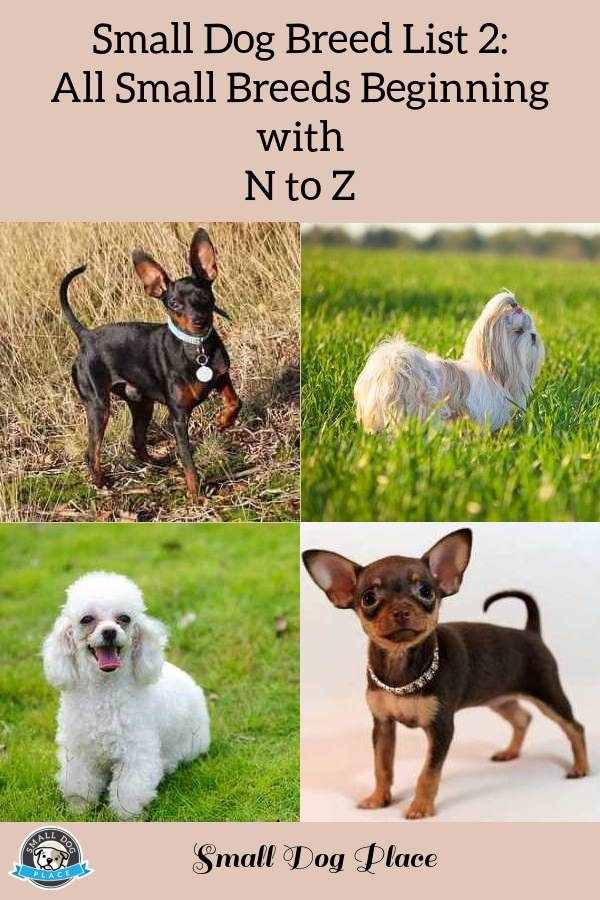 Small Dog Breed List 2:  Breeds beginning with N through Z