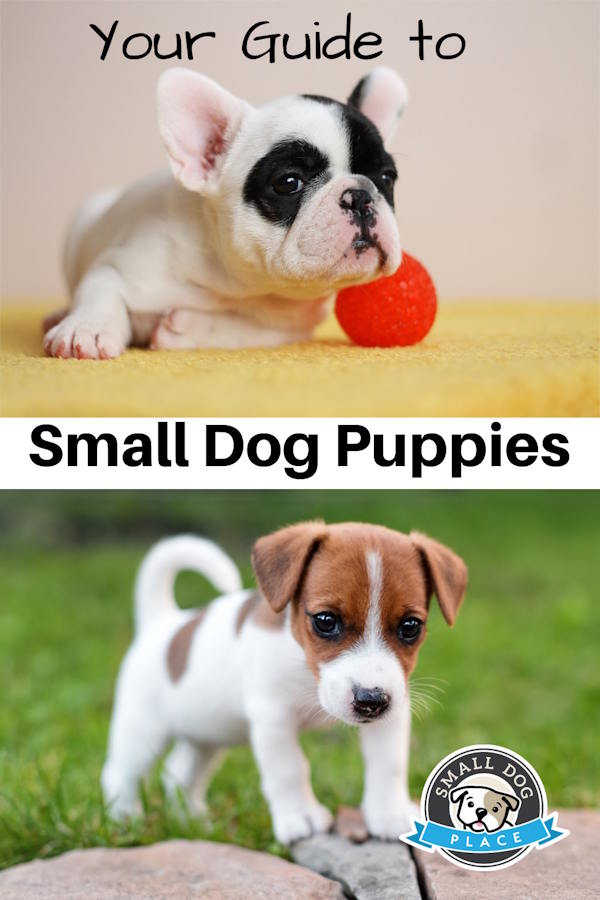 A guide to small dog puppy pin image