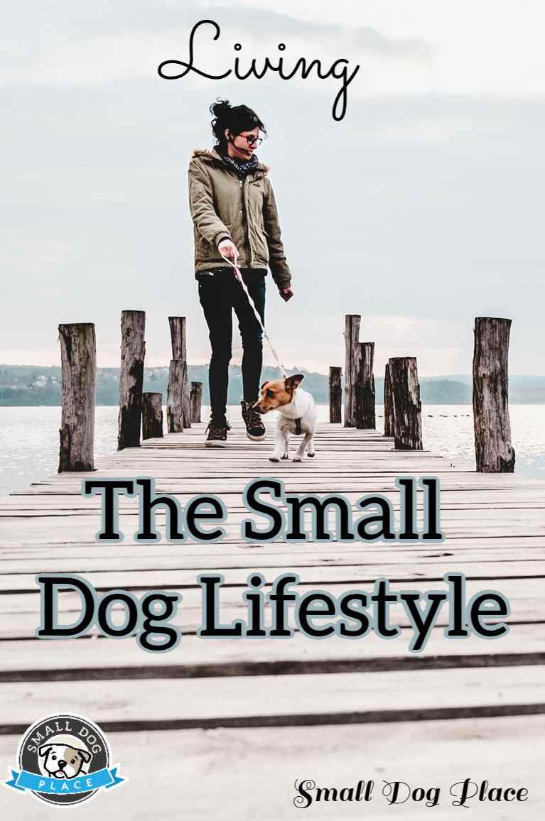 Small Dog Lifestyle Pinnable Image Small Dog Lifestyle Pinnable Image