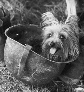 The very first therapy dog, Smoky lived and worked during WWII