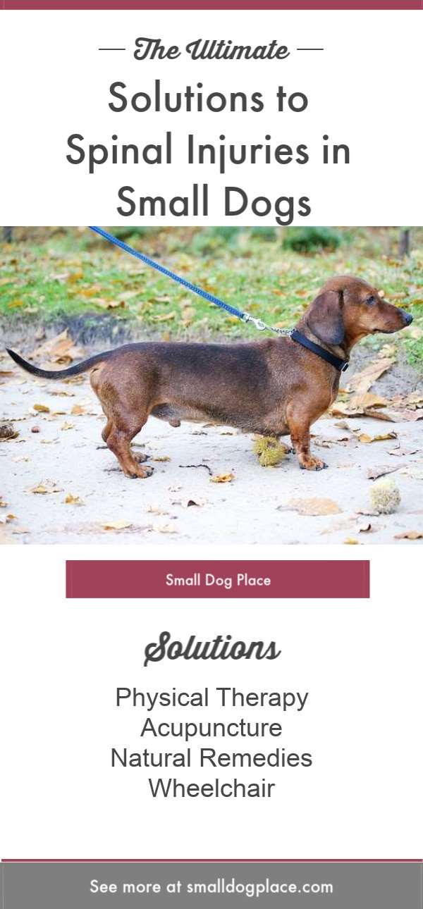 Solutions for Spinal Injuries in Dachshunds Pinnable Image