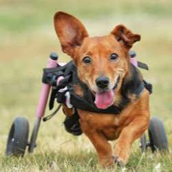 A small dog is in a wheelchair