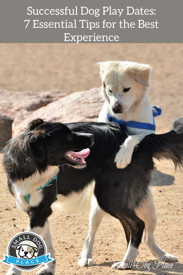 Two dogs are playing together