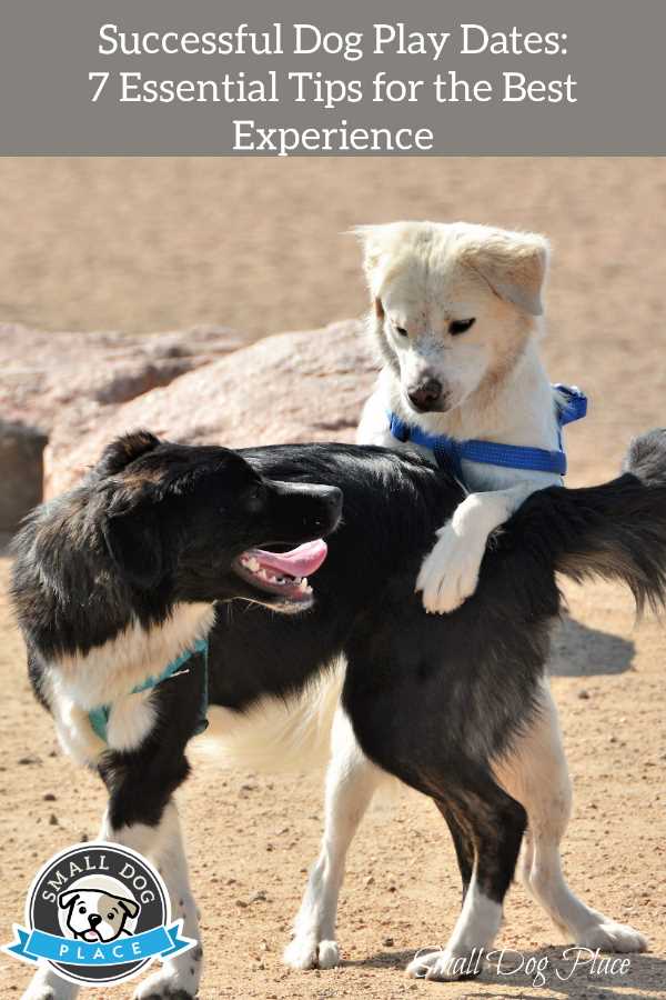 Successful Dog Play Dates: 7 Essential Tips for the Best Experience Two dogs are playing together