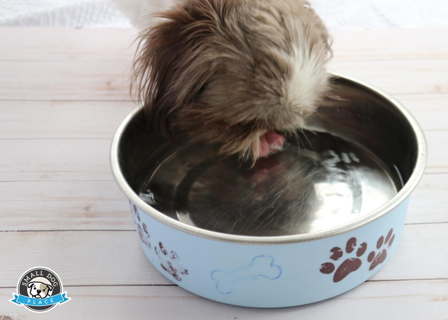 A dog is drinking from his water bowl
