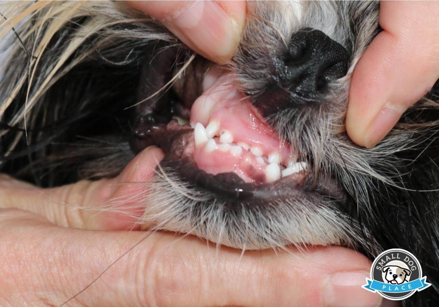 Teeth showing of a young puppy.