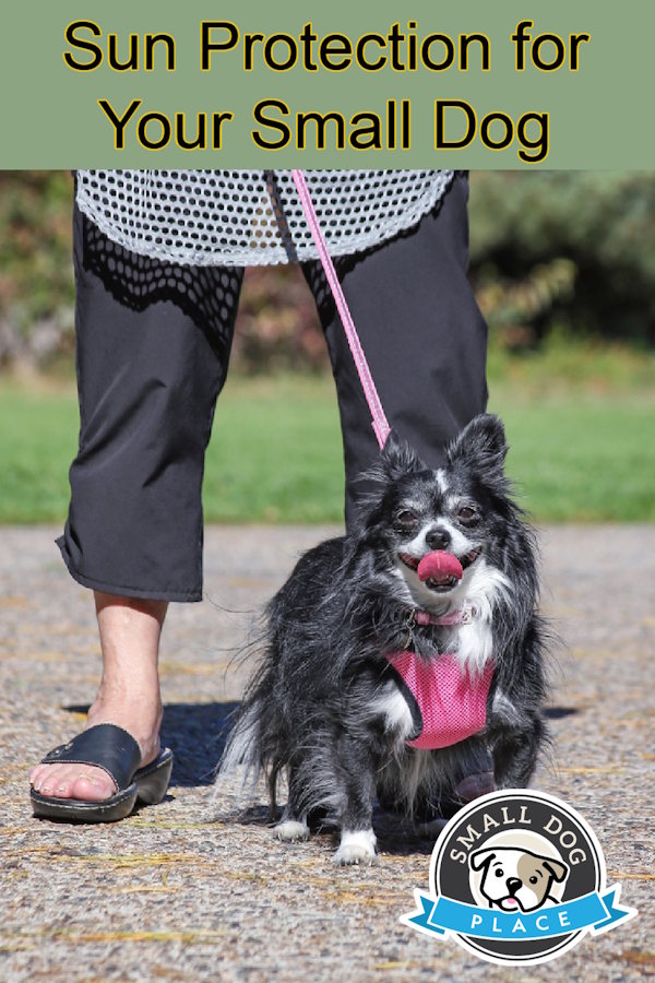 Sun Protection for Your Small Dog:  Pin Image