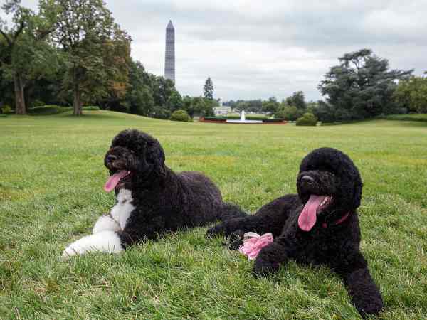 Sunny and Bo, President Obama's two Portuguese Water Dogs