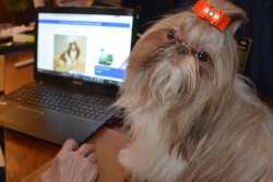 A dog is sitting next to a laptop and looking at the camera.  Link to the article on Technology for Dog Owners