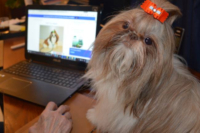 Technology for Dog Owners Header Image Technology for Dog Owners