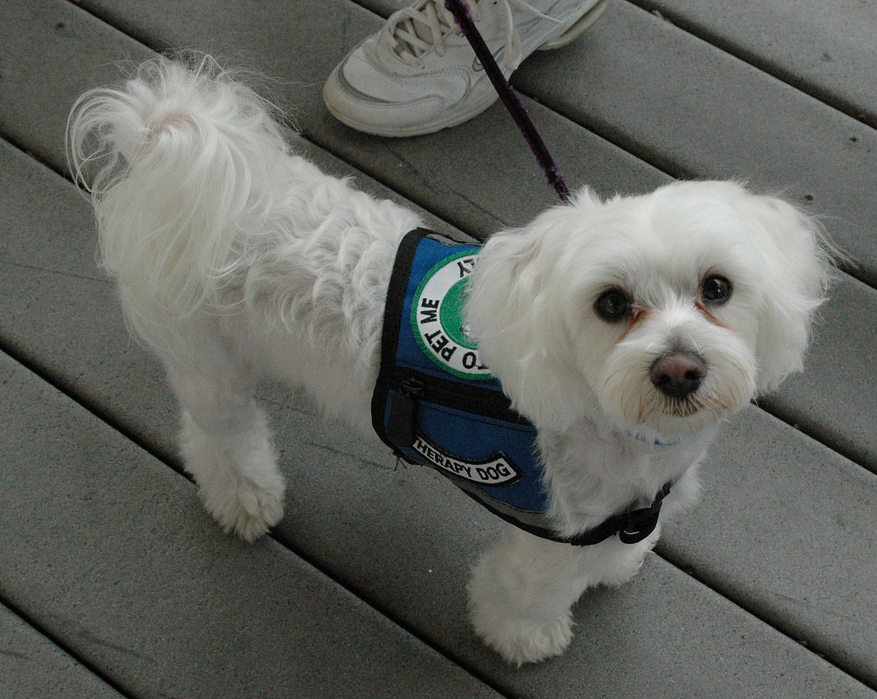 Therapy Dogs: Maltese