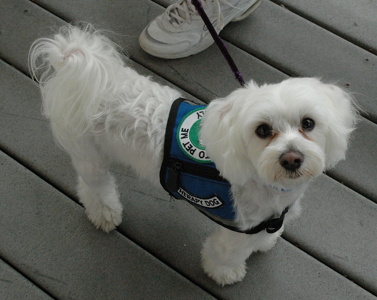 Therapy Dogs:  Maltese