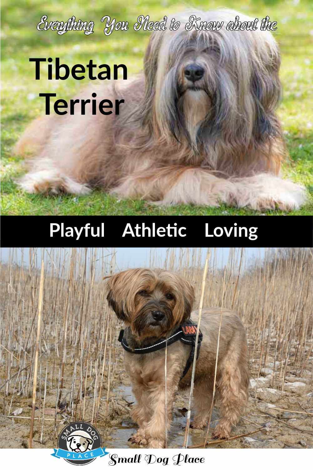 Tibetan Terrier Pin for Future Reference