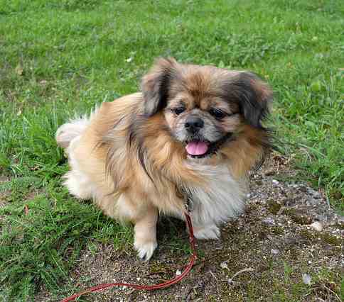 tibetan spaniel pekingese