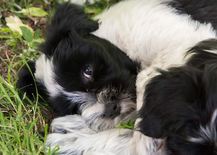 A young Tibetan Terrier is curled up, resting on the ground.