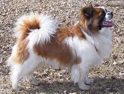 A red and white Tibetan Spaniel