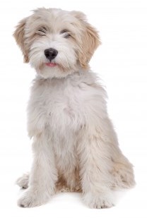 A Young Tibetan Terrier is sitting in front of a white background and looking into the camera.