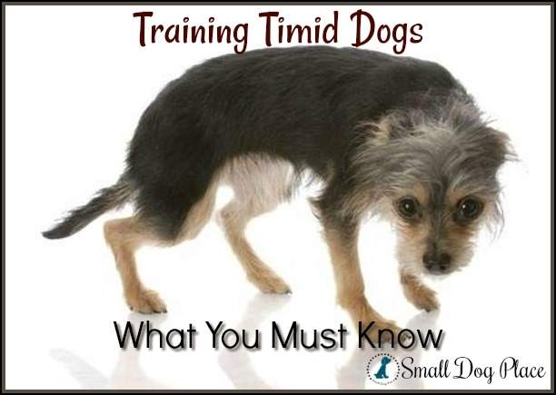 Training Timid Dogs:  What You Must Know