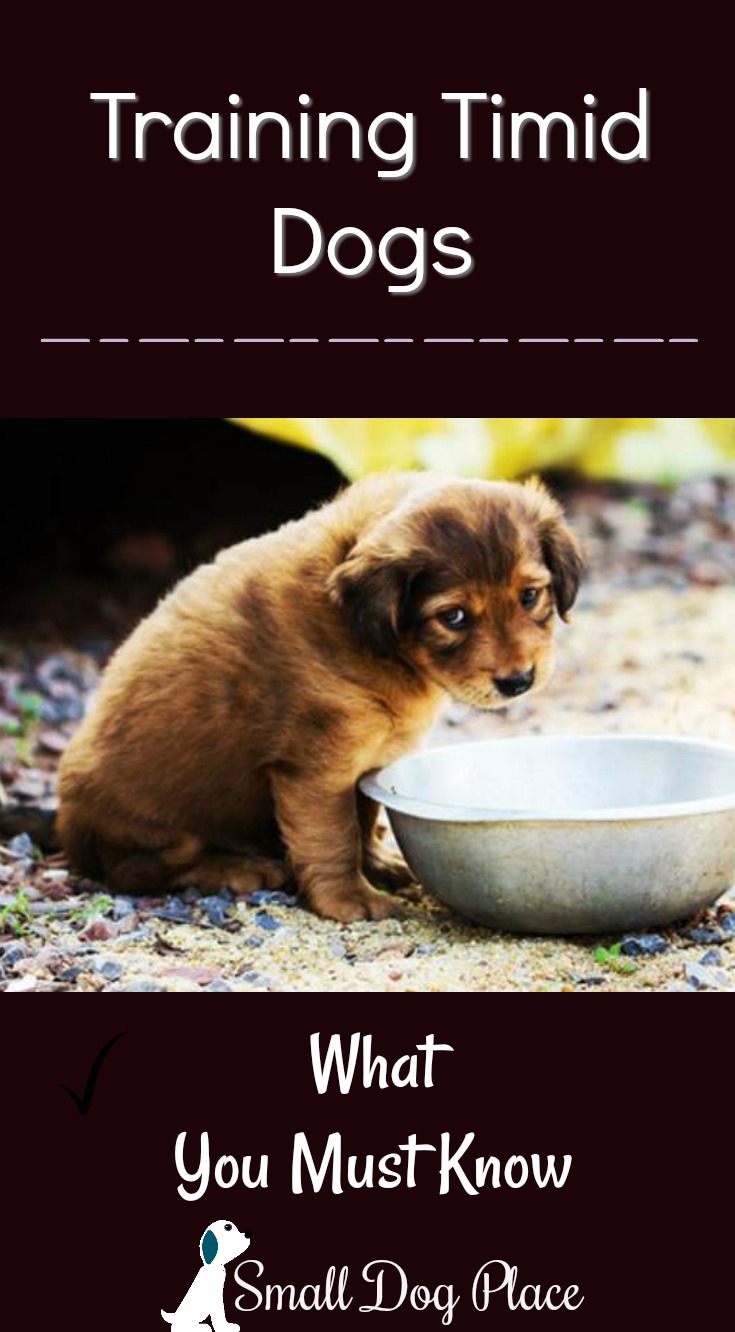 Training Timid Dogs: What You Must Know Training Timid Dogs: What You Must Know