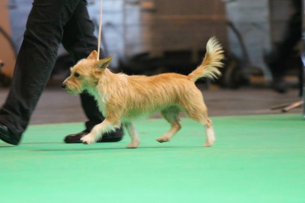 Portuguese Podengo Pequeno  Small Dog Place