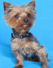 Yorkshire Terrier Yorkshire Terrier