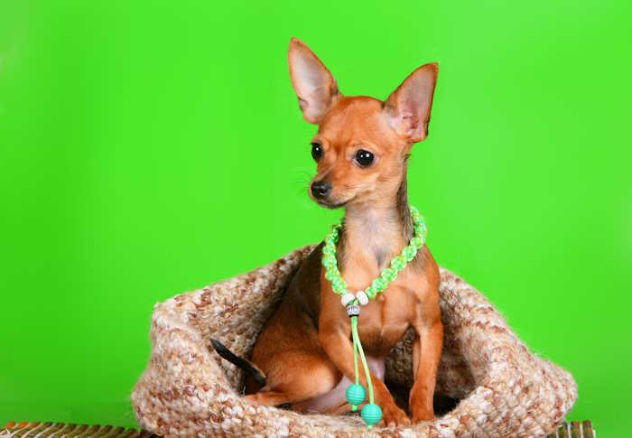 A Russian Toy Terrier sitting in a straw hat in front of a green background