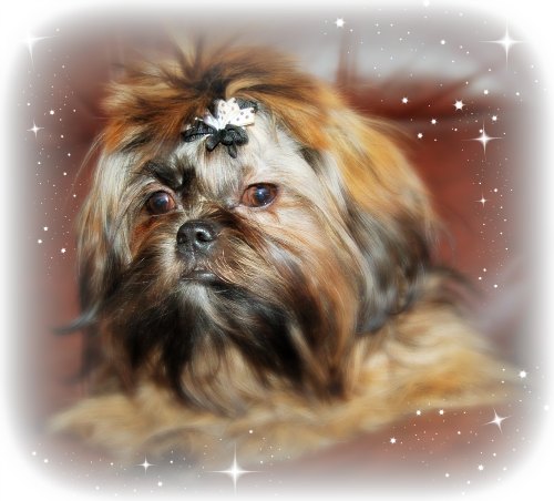 Dog Photography:  Header Image of a brindle Shih Tzu dog.