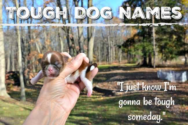 Tough Dog Names: Great name ideas for 