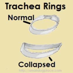 Collapsed Trachea or Tracheal Collapse