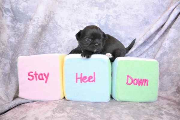A tiny black puppy is sitting on three soft blocks labeled stay, heel and down.