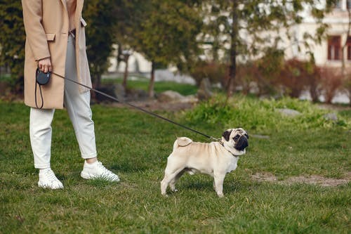 A person is walking her pug on a leash