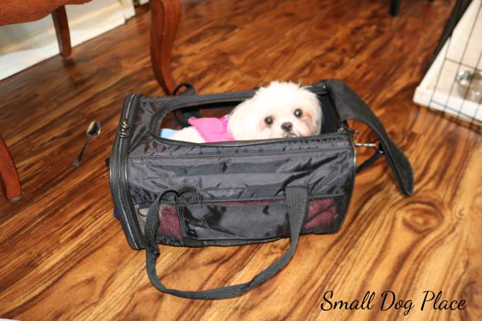 A small dog is inside of a pet carrier looking out.