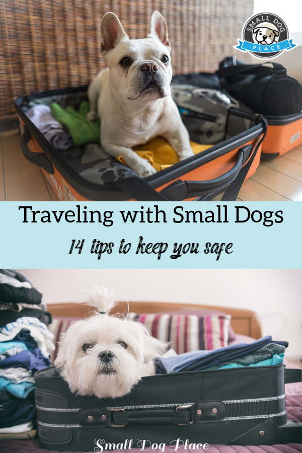 Traveling With Small Dogs 14 Safety Tips for a Great Trip