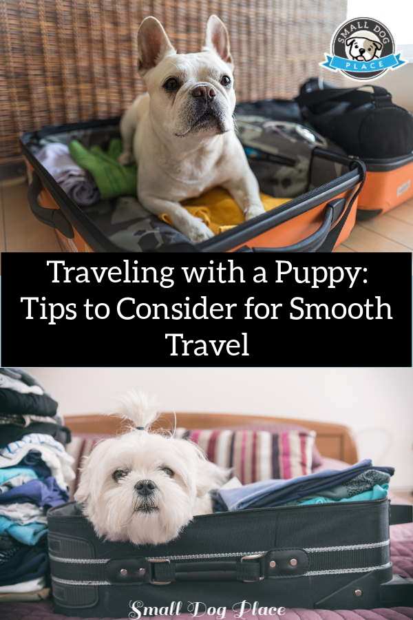 Traveling with a Puppy Pin Image