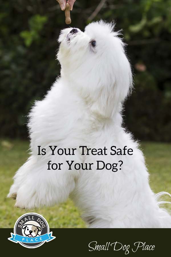 A small white dog is receiving a treat, pin image