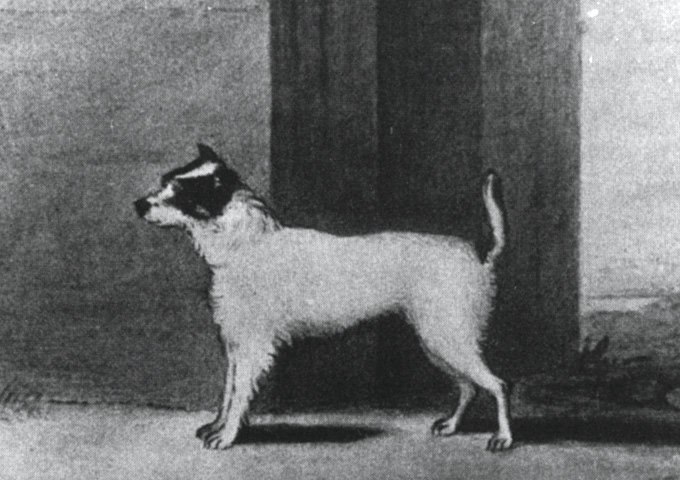 A drawing of Trump, the first Jack Russell Terrier