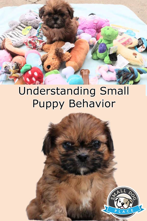 Two brindle colored Shih Tzu shown with toys in a pin image