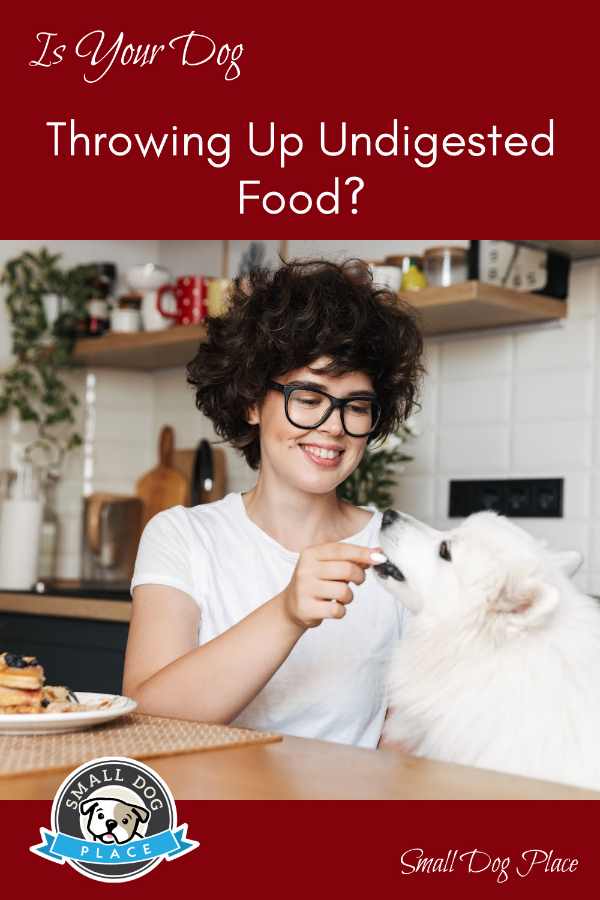 Is Your Dog Throwing Up Undigested Food? Pin for Future Reference A woman is feeding a dog from the table